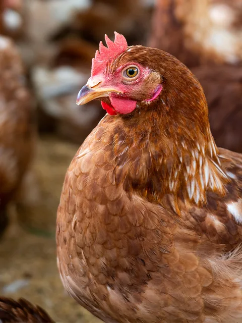 Hens in a farm