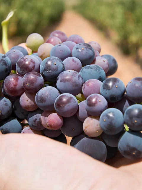 Bunch of grapes in a vineyard