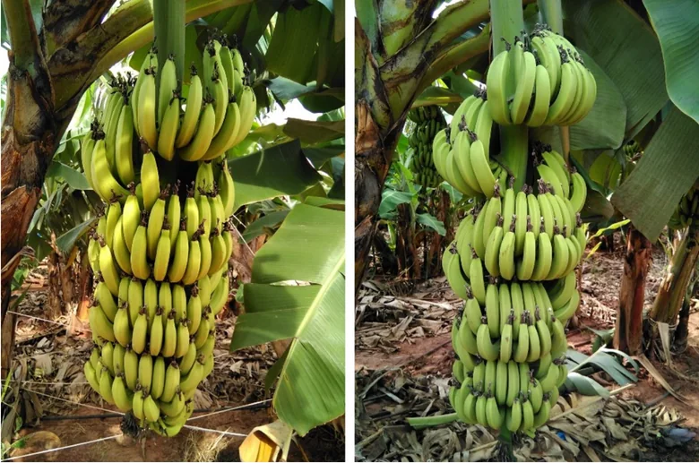 Banana: confronto originale, con Celtonita a sinistra e senza Celtonita a destra.