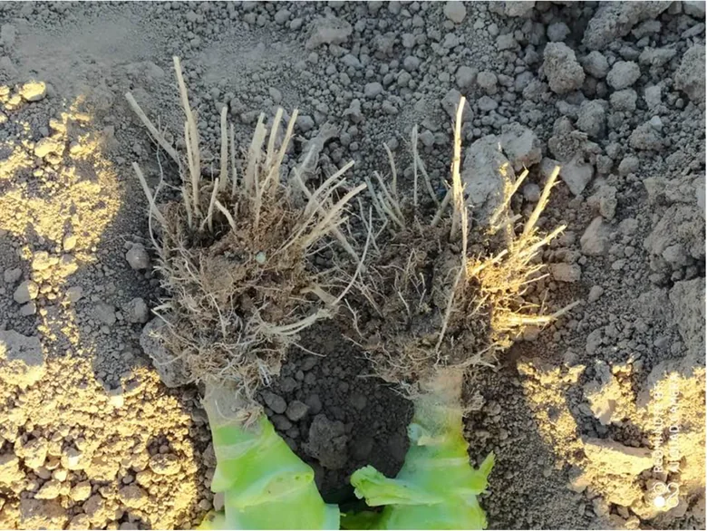 Broccoli: confronto originale, con Celtonita a sinistra e senza Celtonita a destra.