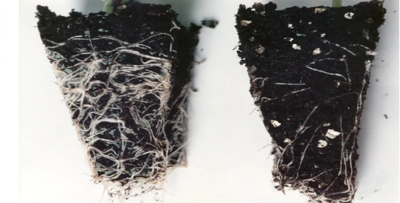 Melone: confronto originale, con Celtonita a sinistra e senza Celtonita a destra.