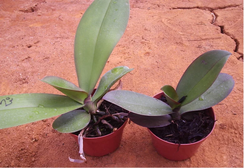 Orchidee: confronto originale, con Celtonita a sinistra e senza Celtonita a destra.