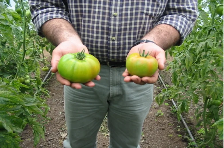 Pomodoro: confronto originale, con Celtonita a sinistra e senza Celtonita a destra.