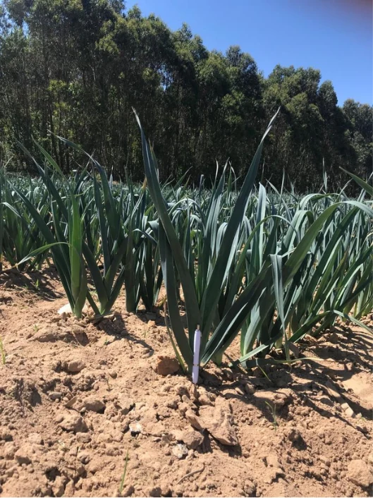 Leek in a Biocel field application: record 1.