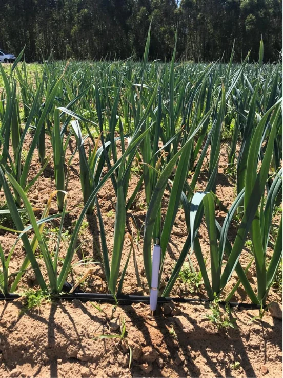 Leek in a Biocel field application: record 2.
