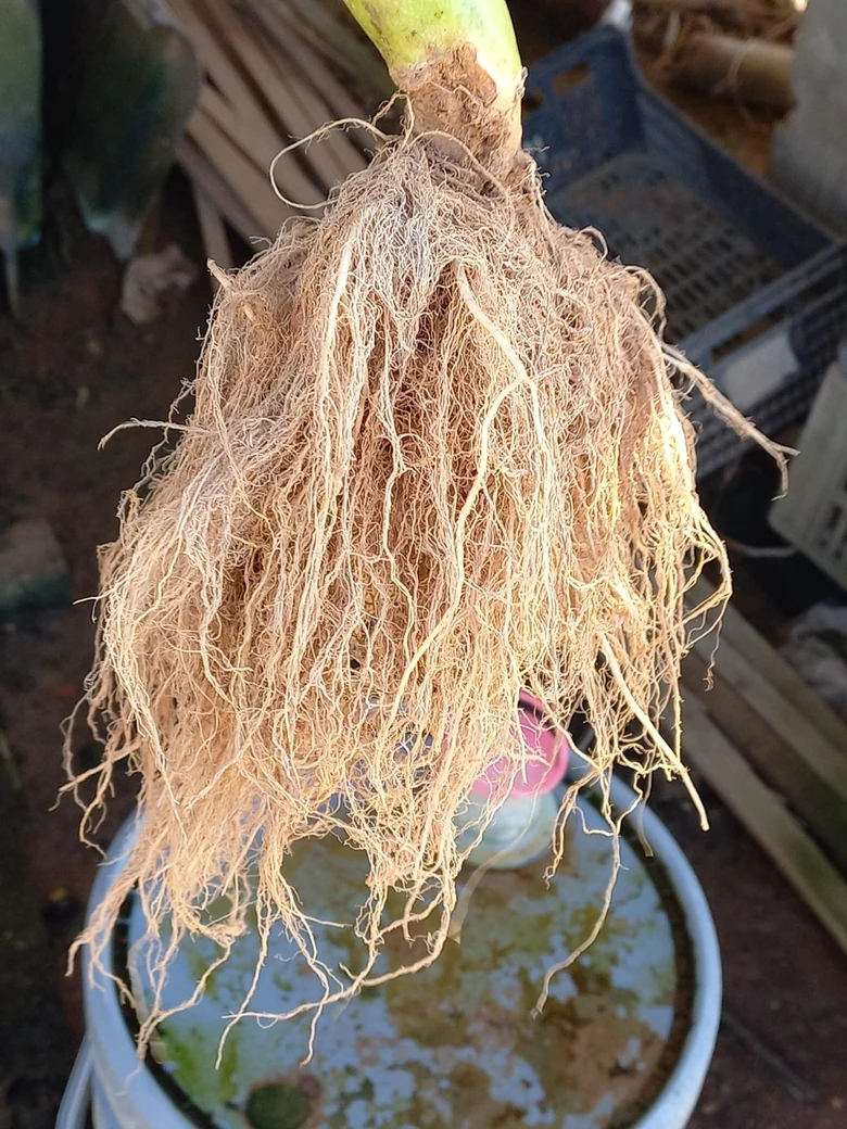 Abundant, branched roots in a record of a Biocel application.