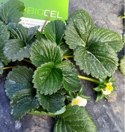 Strawberry plant in a Biocel field application: record 1.