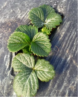 Strawberry plant in a Biocel field application: record 2.
